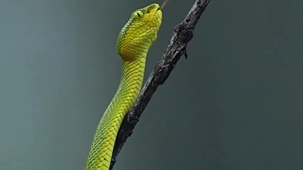 The rush in the heart 🐍
