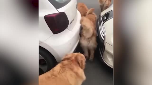 Dogs around cars #FunnyPets #shorts