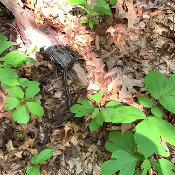 SNAKE SCARE…AGAIN! 🤦🏻‍♂️