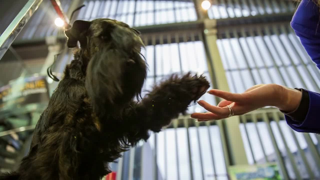 Woman caressing cute black Schnauzer dog