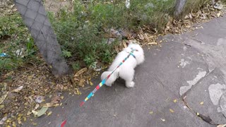 Dia da Independência - 2022