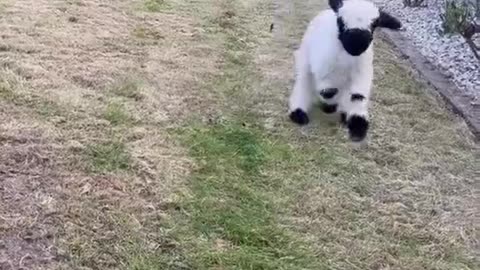 sheep having a dance