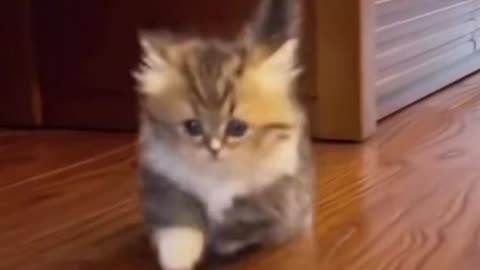 🐱 Funny cat videos | cute cats | Try not to laugh | Cat videos Compilation #shorts 🐈