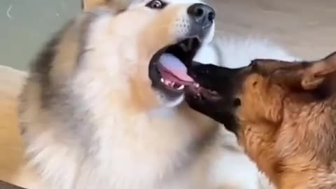 Dog tongue bitten by another Dog (ursh it's hurt)