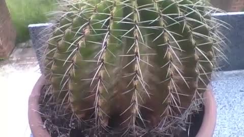 Ball cactus is seen in the botanical garden, it has big thorns [Nature & Animals]