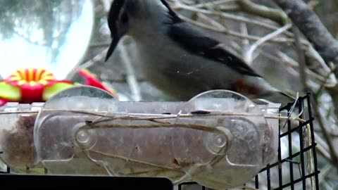 Nuthatch