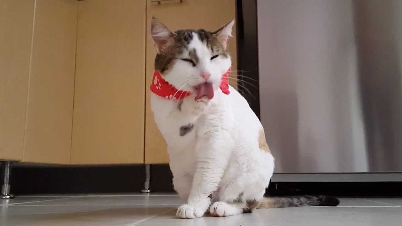 Cat video