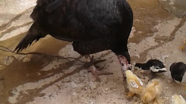 Feeding Baby Chicks