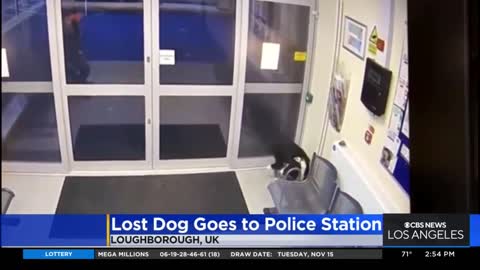 Lost UK Border Collie finds its way to local police station