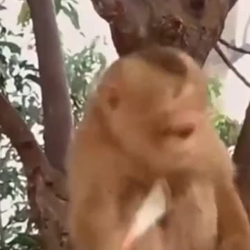 Funny animal videos |try not to laugh| |Cat&dog animal cute funny