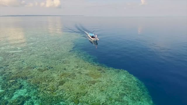 sea sulawesi ocean wildlife water