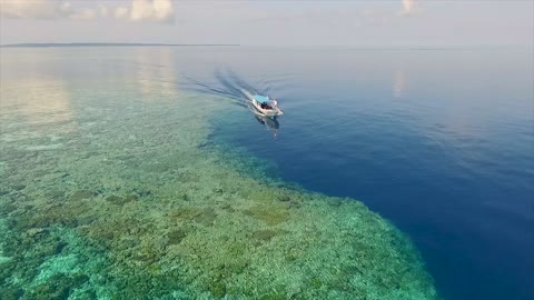 sea sulawesi ocean wildlife water