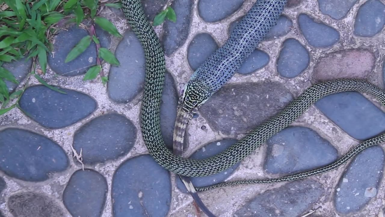 Golden Tree Snake Eating Monitor Lizard After Falling out of Tree