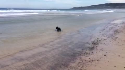 Surfer French Bulldog Showing Off Her Skills!