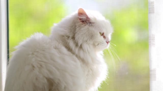 Domestic cat with complete heterochromia. White cat with different colored eyes is sitting