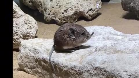 Elephant Shrew home