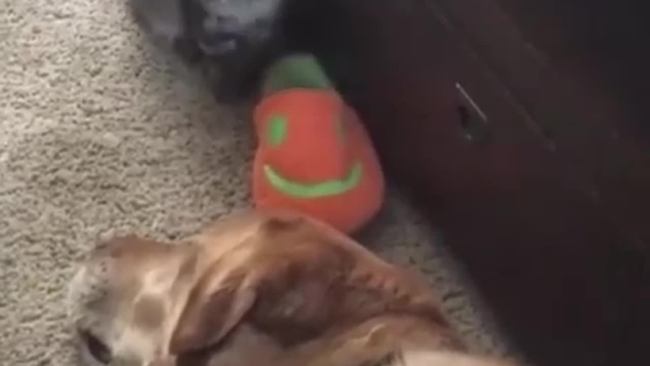 Funny video dog