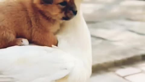 Cat with hen Love