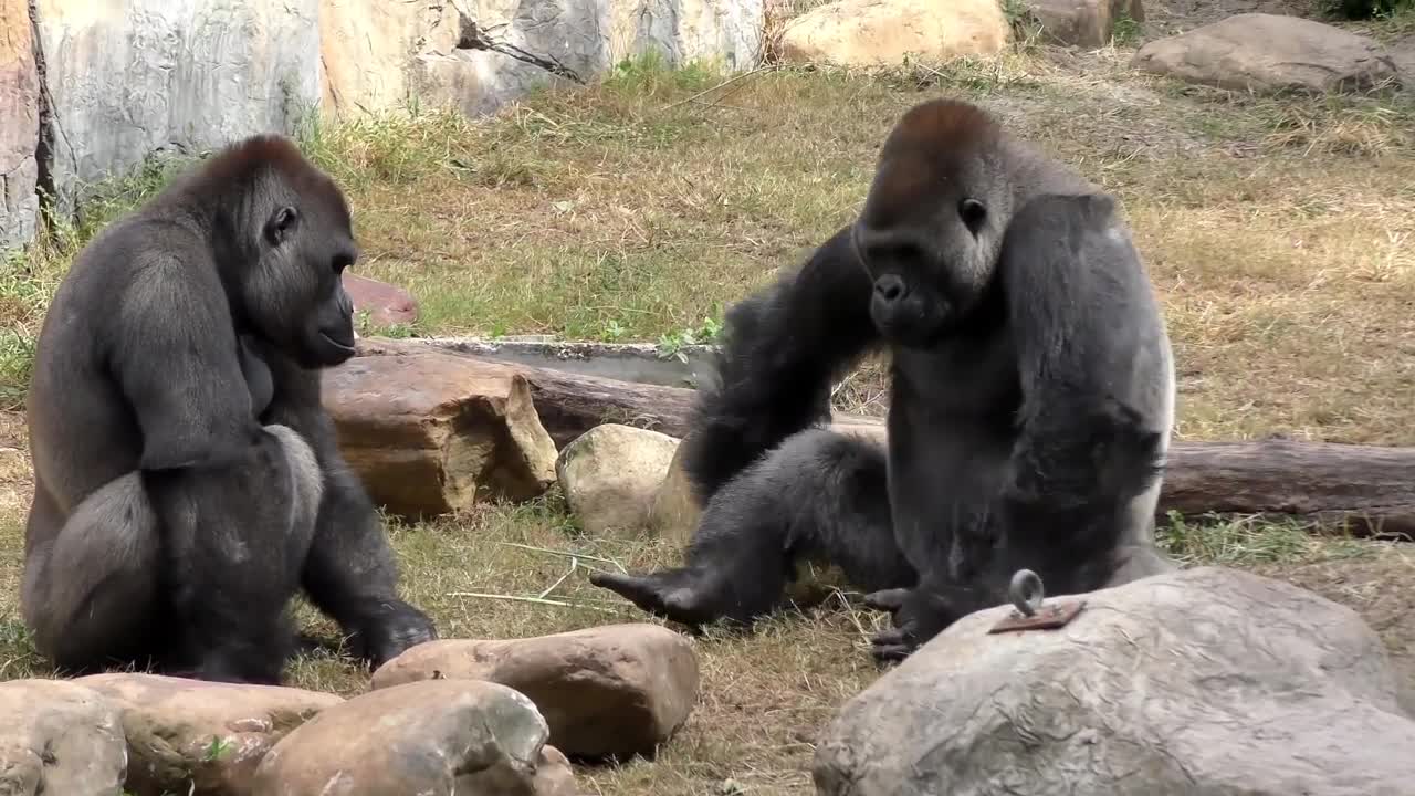 Gorilla Fight Club 2 FYV-8