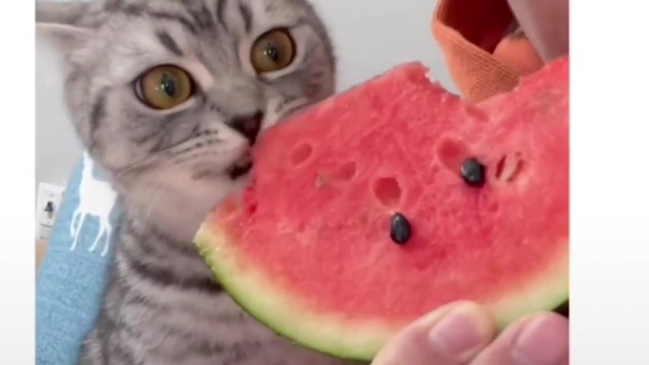 Cat loves watermelon