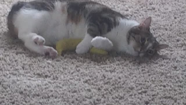 Kitten Vs Catnip Banana