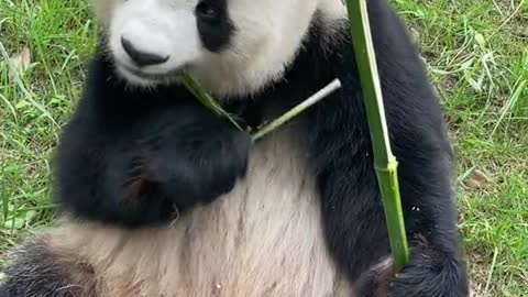 giant pandas