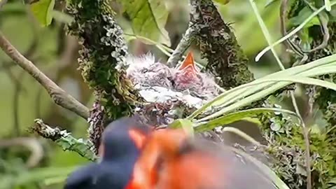 moment indah sunda minivet (sepah gunung) #wildlifephotography #wildlifephotographer #wildlife