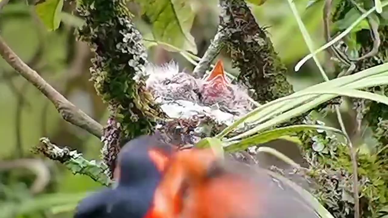 moment indah sunda minivet (sepah gunung) #wildlifephotography #wildlifephotographer #wildlife