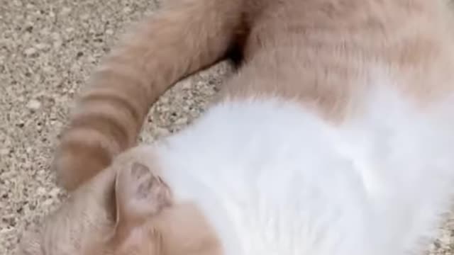 Cat pussy masti..