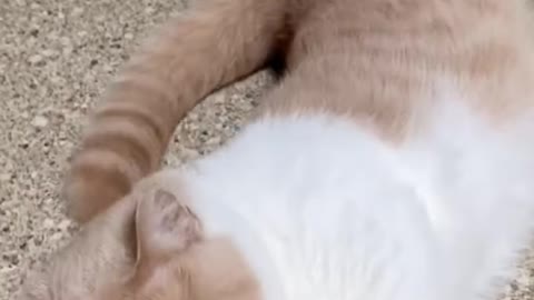 Cat pussy masti..