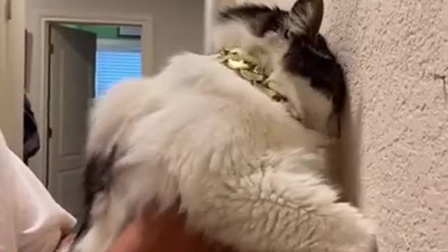 Funny (Smart) Cats Be Like | Funny Animals TikTok Videos #Shorts