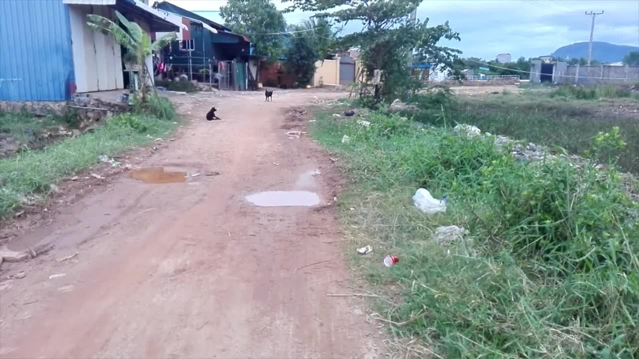 MUM AND PUPPY DOG ACTIVITIES IN THE MORNING IN MY VILLAGE