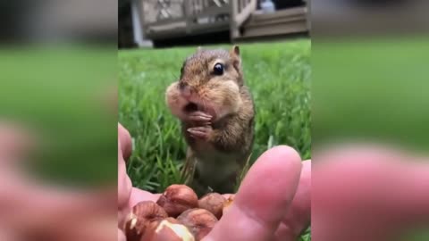 Cute Squirrel getting some nuts