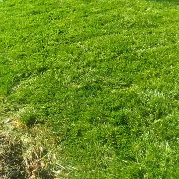 Turf Touch--Greenville, SC Lawns, Landscaping, and Irrigation