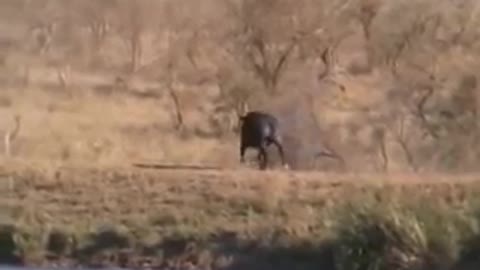 Battle at Kruger