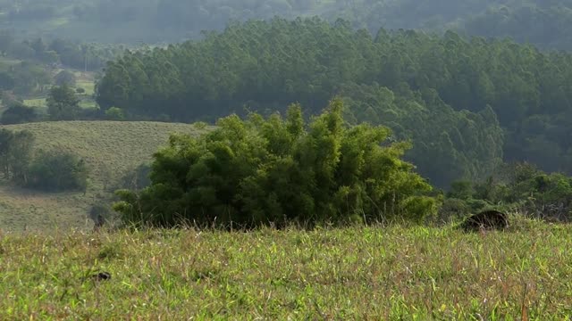 Relieve Stress, Forest Sound I (4-7-8 Breathing Technique)