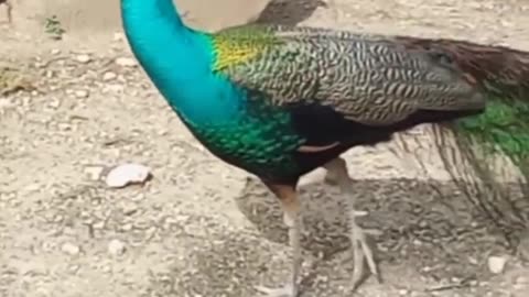 Peacock