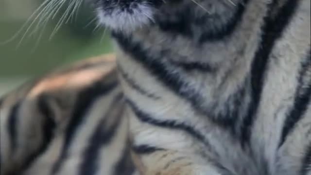 baby#tigerking