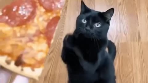 Cat Gif