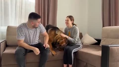 German Shepherd Protects Woman from Man Attack [Fake Situation]