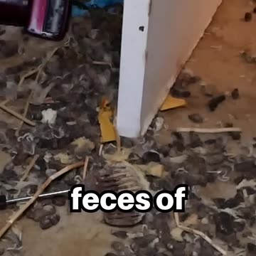 Crazy Cat Videos: When Cats Are Left Unsupervised #shorts