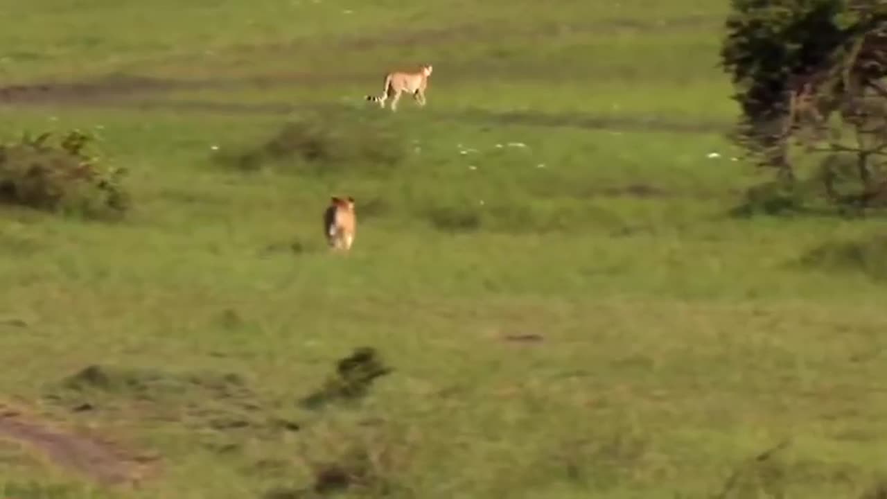 Brutal Reality: Lion Predation on Cheetah Cubs Unveiled! 🦁💔🐾"