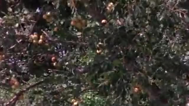 drunk African animals and baboons funny video