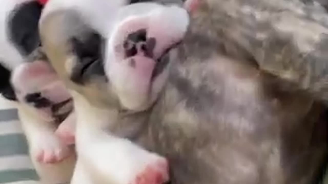 PET PUPPIES NAPPING TOGETHER!