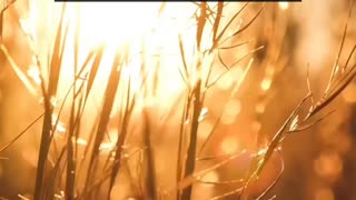 Non-Americans, what do you think every American person has in their house?