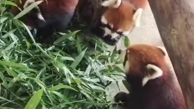 Red Panda