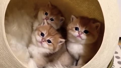 Cute kittens