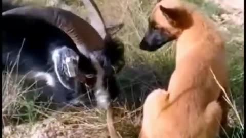 Animal funny