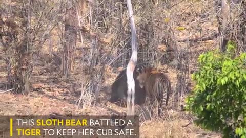 to Save Her Cub in Dramatic Video - Nat Geo Wild_Cut