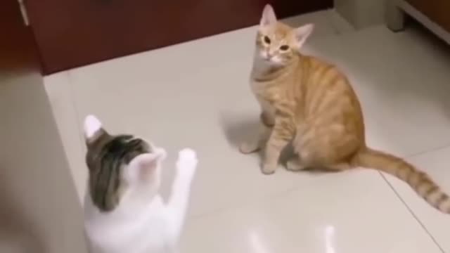 Trending pets animals - funny fails ops moments clips🐈